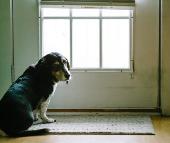 When to Install Pet Doors in a Property - Carolina Home Remodeling Specialist
